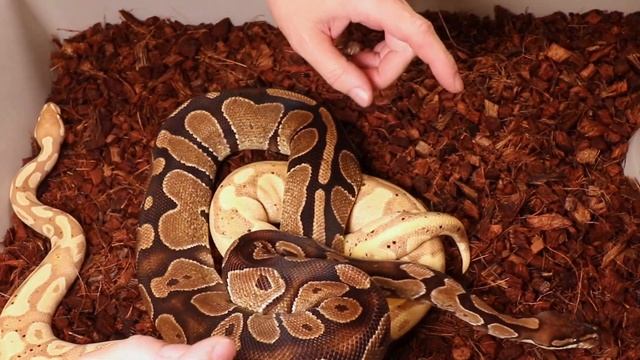 Is this a new Ball Python Morph? смотреть онлайн