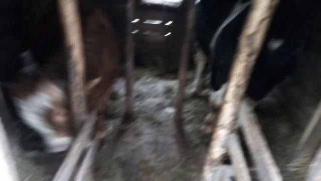 Замеры быков смотреть онлайн