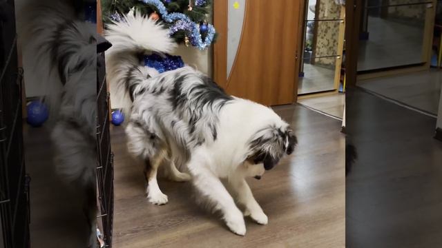 Аусси по кличке «Харли»!