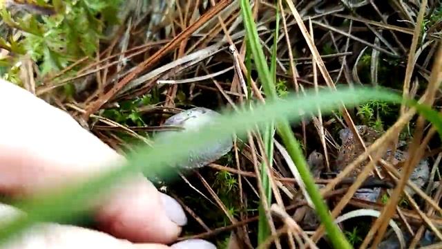 ГЕЛЕНДЖИК. Мышкуем. смотреть онлайн