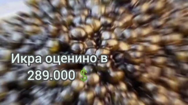 Рыбы стоимостью 8 миллионов ?. Самые дорогие рыбы Мира. смотреть онлайн
