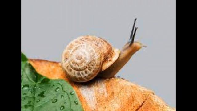 Топ 5 самых медленных животных смотреть онлайн