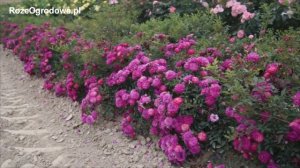 Róża okrywowa 'Purple Rain'®