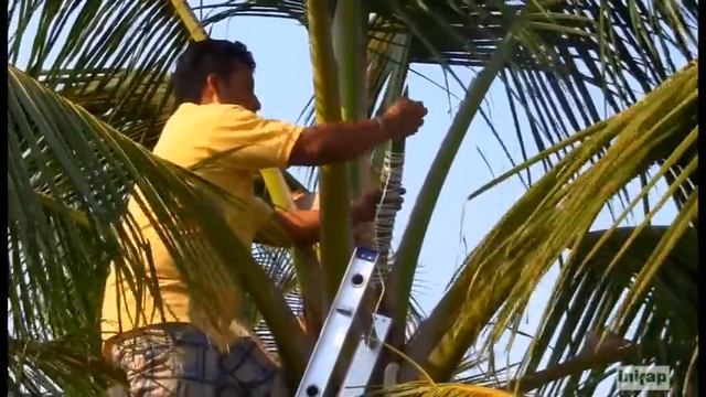 Tuba de Coco смотреть онлайн