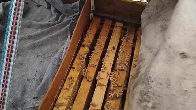 Зимова підкормка бджіл. Зимовка в даданах. Парна зимовка в лежаках. смотреть онлайн