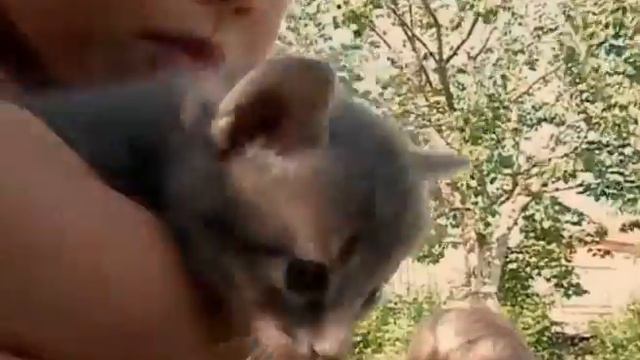 домашние хищники...