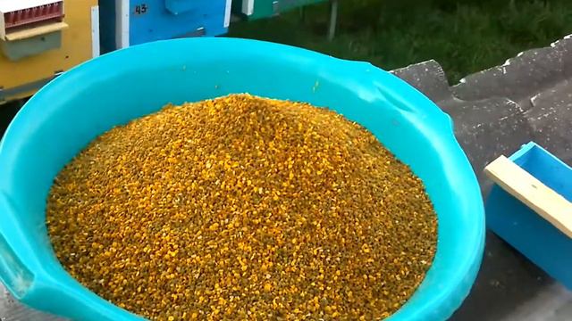 Первый сбор весенней пыльцы! Я доволен!!! смотреть онлайн