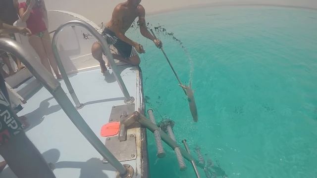 Tintenfisch rächt sich an seinem Jäger смотреть онлайн