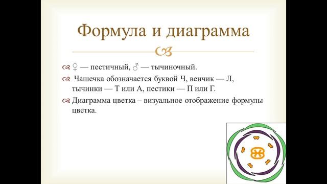 Цветок, плод и семя. Органы растений. смотреть онлайн
