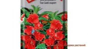 Бальзамин обыкновенный Том Самб скарлет ? обзор: как сажать, семена бальзамина Том Самб скарлет