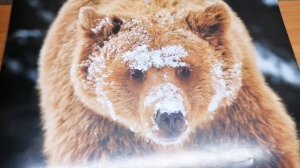 Сказка «Собака, медведь и кошка» из сборника А.Н Афанасьева /литературная гостиная ждёт!