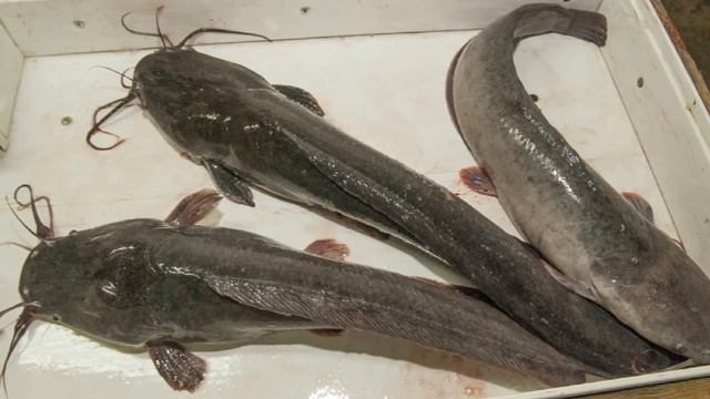 Разведение Африканских Сомов в домашних условиях как бизнес идея смотреть онлайн