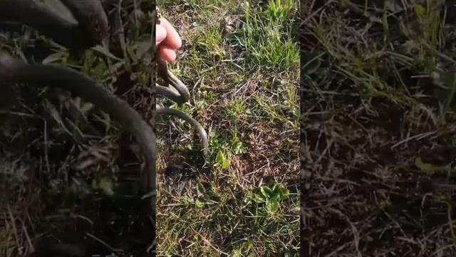 МАЛЕНЬКИЙ ПИТОН смотреть онлайн