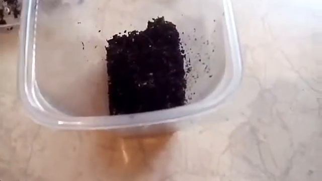 Улитка снесла яйца заморозила или оставила?? смотреть онлайн