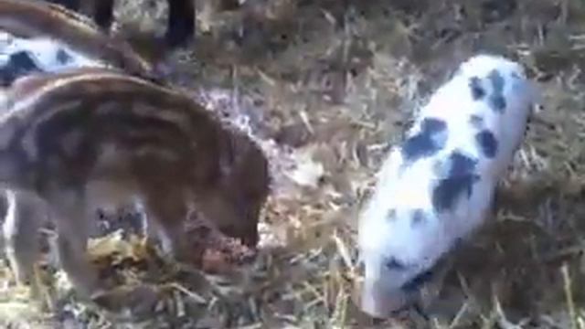 Далматинці new смотреть онлайн