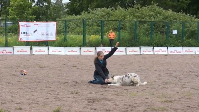 СОРЕВНОВАНИЯ ПО ТАНЦАМ С СОБАКАМИ. КУБОК "ROYAL CANIN". 11. 06. 2016. смотреть онлайн