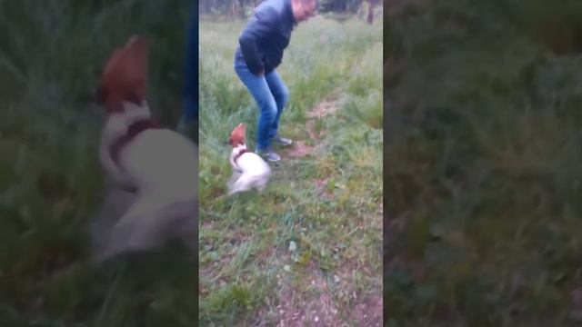 Милка (Джек Рассел) смотреть онлайн