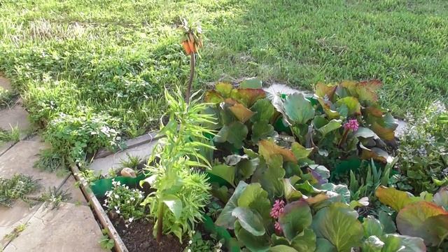 Цветочек, который защищает от кротов! Рябчик королевский. смотреть онлайн