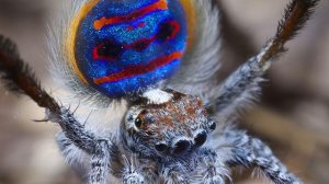 ПАУК ТАНЦУЕТ! ПАУК ПАВЛИН! Очень яркие паучки