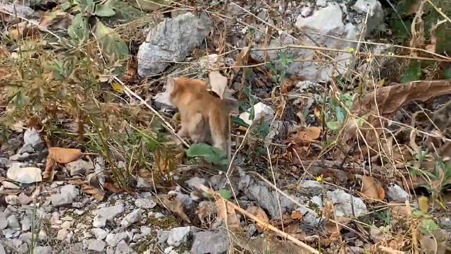 Пешком из Подгор в Ширяево смотреть онлайн