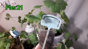 2ПОДКОРМКИ РОЗЕБУДНОЙ ПЕЛАРГОНИИ ДЛЯ ПЫШНОГО ЦВЕТЕНИЯ!#розебудная #fler21#комнатныерастения#цветы