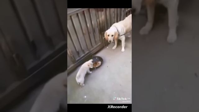 Маленький сборник животных из тик тока 1 часть смотреть онлайн