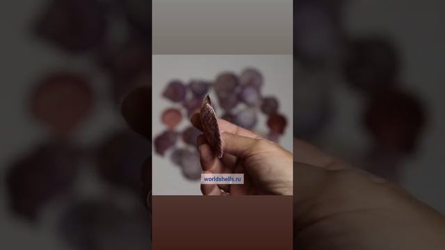 Ракушки Фиолетовый гребешок подходят для морского декора! Заказывайте на worldshells.ru смотреть онлайн