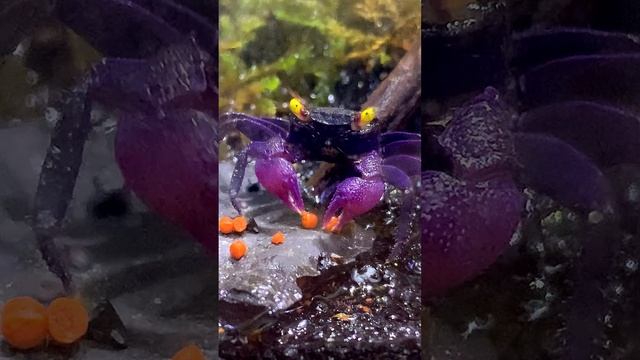 Домашний #краб видео