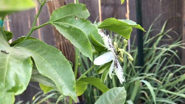 Passiflora Edulis Purple Passion Fruit Plant Flowers смотреть онлайн
