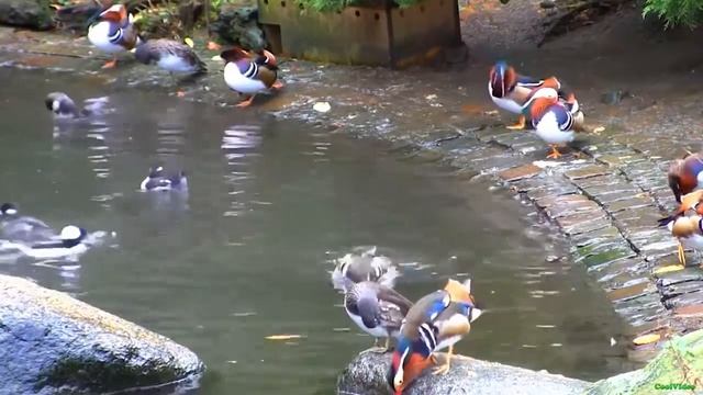 Мандаринка (птица) - Mandarin Duck
