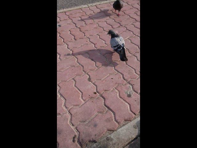 14 августа 2018 г. смотреть онлайн