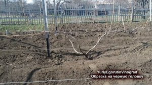 ? Омоложение винограда. Как срезать куст винограда на черную головку.