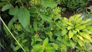 Метельчатые гортензии: подвязываем и ставим опоры | Как подвязать гортензию, опоры для гортензий