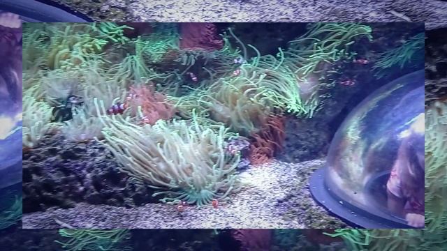 Аквариум с акулами