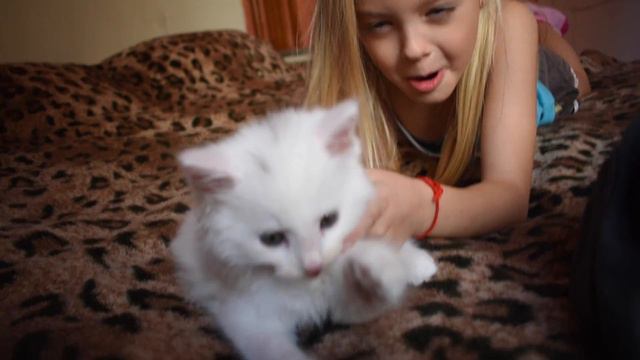 У меня появился котенок! I've got a kitten! смотреть онлайн