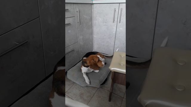 собака эстонская гончая❤ милота смотреть онлайн