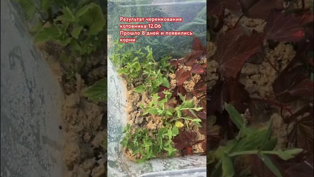 Котовник зелёным черенкованием. #котовник#черенкование #идеидлясада #зеленоечеренкование#многолетни смотреть онлайн