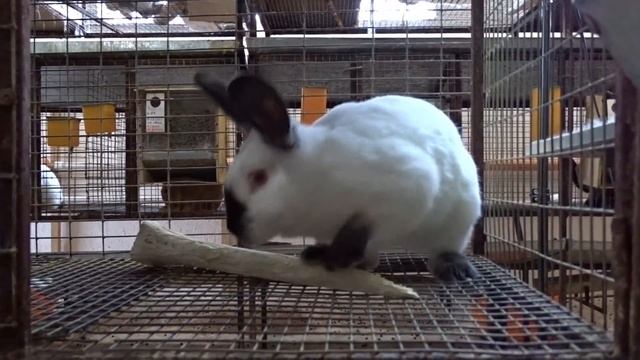 Почему в Австралии не едят диких кроликов/Не экспортируют мясо смотреть онлайн