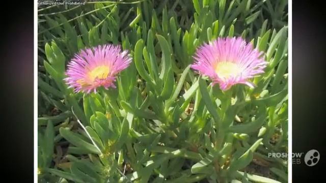 Carpobrotus - garden plants смотреть онлайн