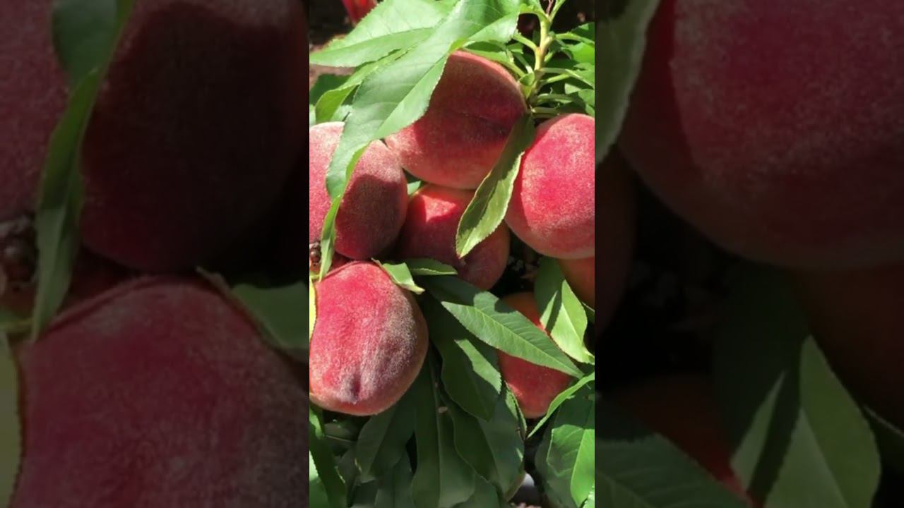 Балконные персики Бонанза Россия | Small Gardens