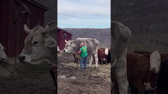 Бычок-здоровичок смотреть онлайн