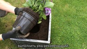 Посадка гортензии летом