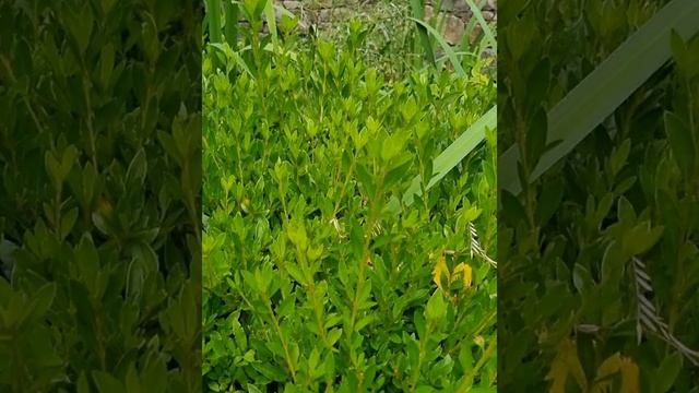 Сон Пресвятой Богородицы (Седьмой) смотреть онлайн