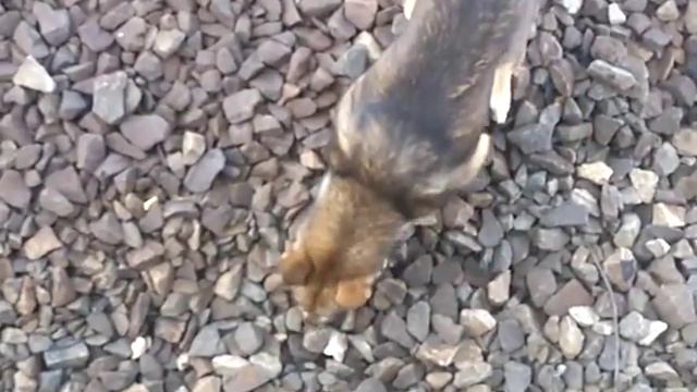 Зачем бумагу ешь? смотреть онлайн