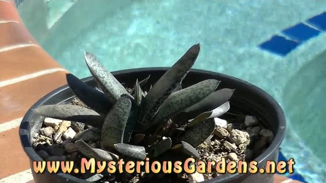 GASTERIA BAYLISSIANA | Mysterious Gardens | G00008 смотреть онлайн