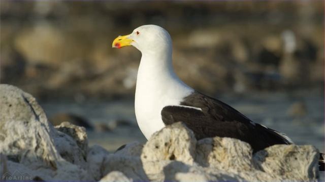 8K Amazing African Birds and Waterfowl of Vermont Salt Pan, Western Cape смотреть онлайн