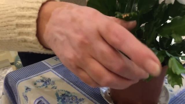 Загадочные домашние цветы