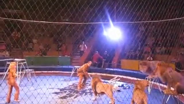 Бой с тигром, 