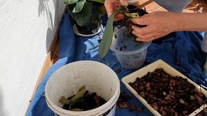 Реанимация орхидеи без листьев и точки роста