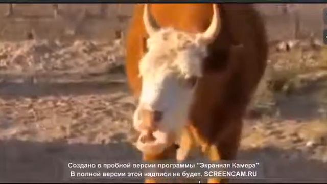 Ржач про карову смотреть онлайн